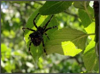 /album/fauna-na-chalupe-/pavucik-4-jpg1/